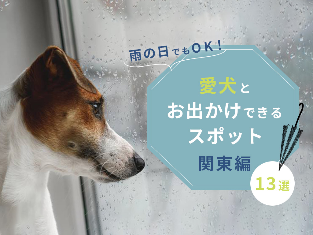 雨の日でもOK！愛犬とお出かけできるスポット13選【関東編】
